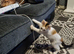 2 female kittens