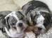 Olde English bulldog puppies