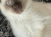 Gorgeous white and chocolate colourpoint male with icy blue eyes