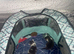 Persian cross Russian blue kittens 3 girls