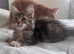 Maine coon kittens
