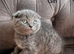 Scottish Fold kittens