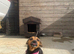 Miniature black and tan Jack Russell