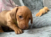 9 week old miniature dashhoud