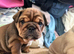 gorgeous English Bulldog puppies