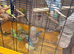 Budgies