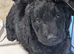F1b labradoodles for sale