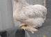 1 white mottled pekin chicken