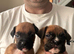 Stunning litter ready 16th June