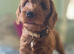 Red F1 female cockerpoo