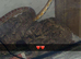 Corn snake
