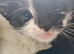 4 beautiful kittens needing forever homes