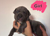 Cane Corso puppies