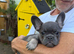 FRENCHIE PUPPIES