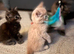 Kittens