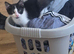 Buitifull Oreo the kitten