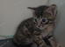 Bengal mix girl kitten 11 weeks