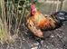 Pilkie Cockerel looking for new pastures