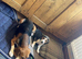 Stunning tri beagles