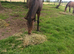 Registration sport mare