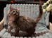 Pedigree Maine Coon kittens in Manchester
