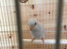 Parrotlet hen for sale
