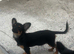 Pure bred chihuahua puppies