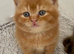 British Shorthair Kittens