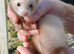 GENUINE MICRO FERRETS