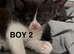 Beautiful kittens