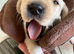 Georgous puppy’s for sale