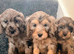 Beautiful puppies