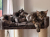 Beautiful Maine Coon Kittens
