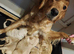 STUNNING GOLDEN RETRIEVERS READY SOON!