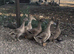 Khaki Campbell females for sale