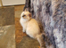 Beautiful GCCF Blue Point Ragdoll Kitten.