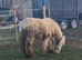 Cute 2 year old mini cob