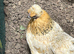 Goldtop hens for sale . 18-24 months old
