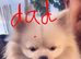 Puppies