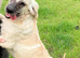 Lovely Puppy Boy (KC)