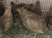 Quails males/females