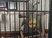 2 young grey cockatiel for sale.