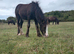 Black traditional cob filly