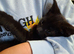 READY NOW 1 x pure black female kitten