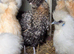 POL Polish Bantam Pullets
