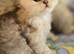 Chinchilla Persian kittens