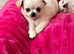 Long coat chihuahua boys