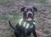 Cane corso for sale