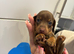 Stunning Miniature Dachshund pups
