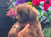 Reduced as ready to go to lovely homes 4 males Shihzu puppies available ready now !!